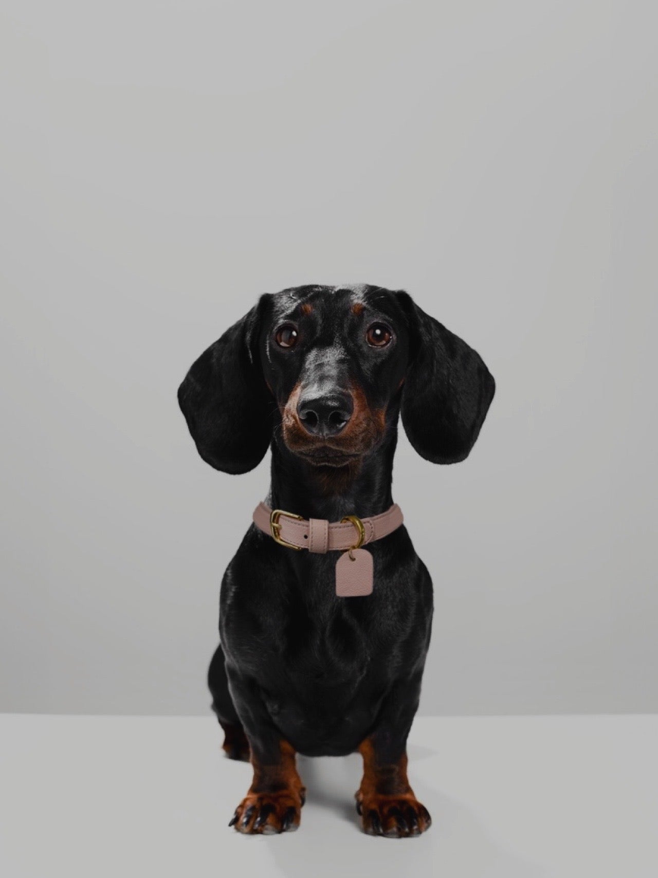 BLUSH PINK - LEATHER DOG COLLAR